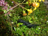 Pierwsze spotkanie z faun alpejsk - salamandra czarna